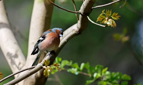 Male Chaffinch Feeding Woodland — Photo