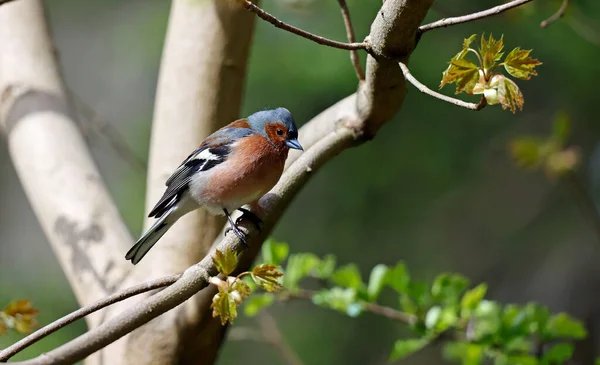 Male Chaffinch Feeding Woodland — Foto de Stock