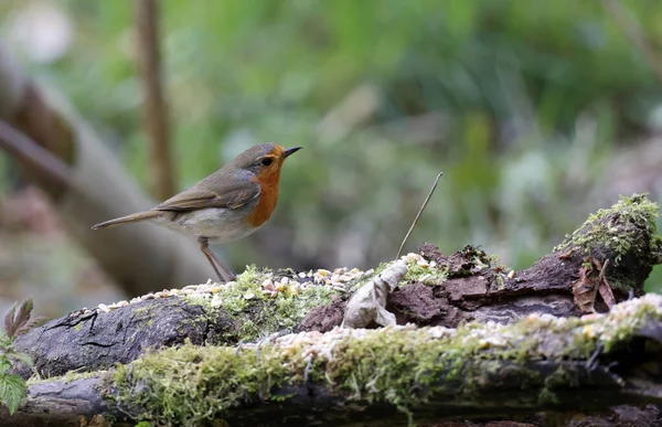 Eurasian Robin Collecting Food Woods — Zdjęcie stockowe