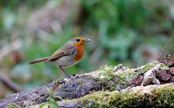 Eurasian Robin Collecting Food Woods — Φωτογραφία Αρχείου