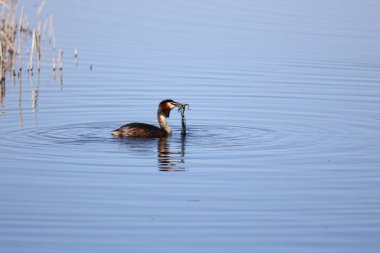 Sazlıklar arasında büyük ibikli balık avı