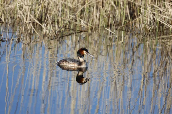 Grande Grebe Crista Pesca Entre Juncos — Fotografia de Stock