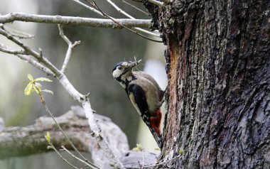 Büyük benekli ağaçkakan yuvadaki yavruları için yiyecek getirmiş.