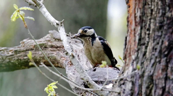 Gran Pájaro Carpintero Manchado Con Comida Para Sus Polluelos Sitio — Foto de Stock