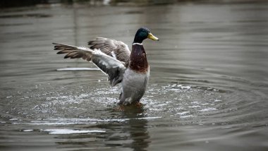 Erkek yaban ördeği nehirde yıkanıyor.