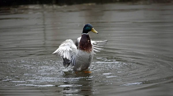 Erkek Yaban Ördeği Nehirde Yıkanıyor — Stok fotoğraf