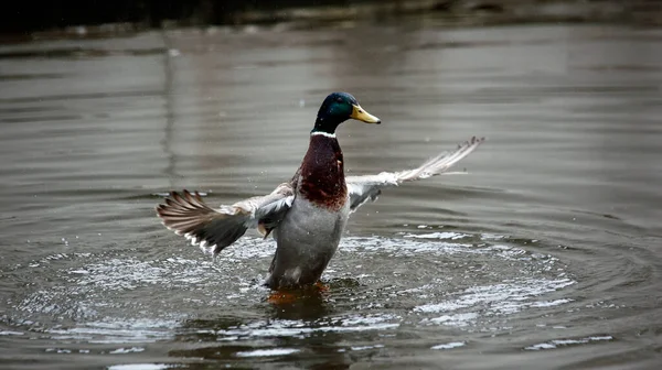 Erkek Yaban Ördeği Nehirde Yıkanıyor — Stok fotoğraf