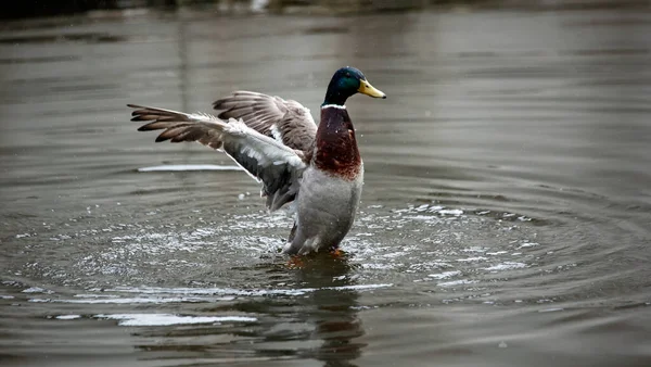 Canard Colvert Mâle Baignant Sur Rivière — Photo