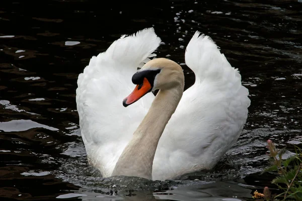 Cisne Macho Río Cerca Nido —  Fotos de Stock