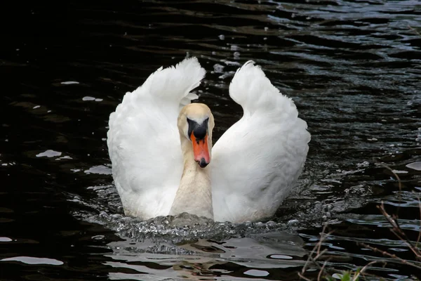 Cisne Macho Río Cerca Nido —  Fotos de Stock