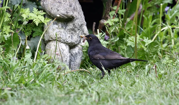 Blackbirds Coletando Alimentos Para Seus Jovens — Fotografia de Stock