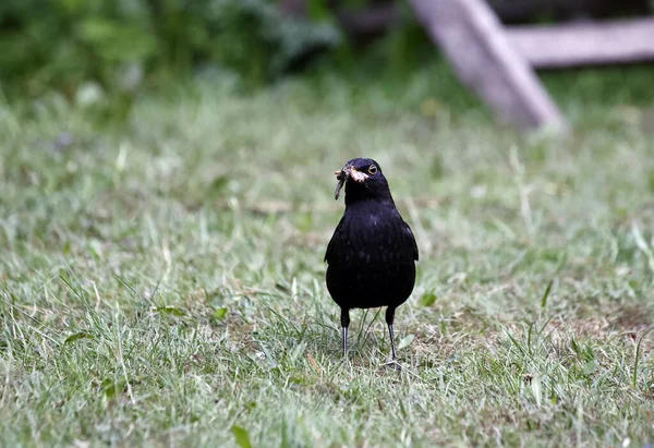 Blackbirds Collecting Food Young — Stock Photo, Image