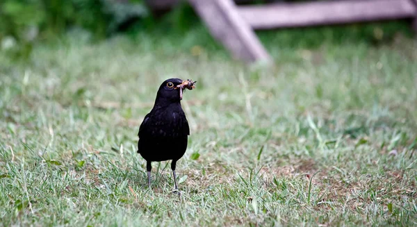 Blackbirds Collecting Food Young — Stock Photo, Image