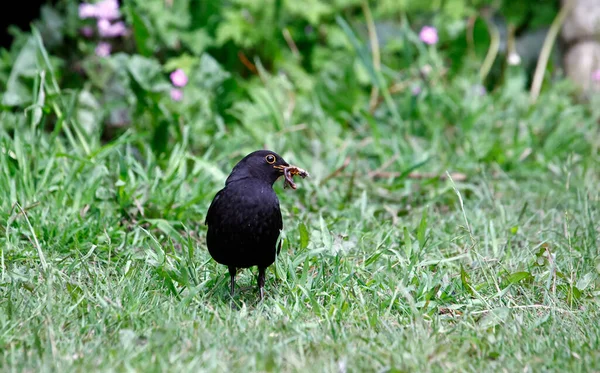 Чёрные Птицы Собирают Еду Своих Детей — стоковое фото