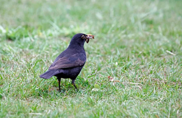 Blackbirds Coletando Alimentos Para Seus Jovens — Fotografia de Stock