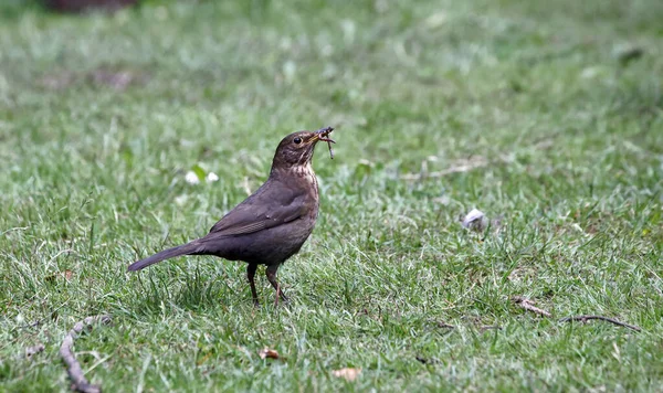 Blackbirds Collecting Food Young — Stock Photo, Image