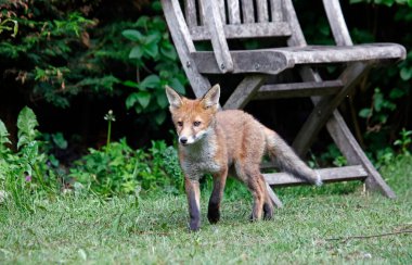 Tilki yavruları bahçede oynuyor ve keşfediyor.