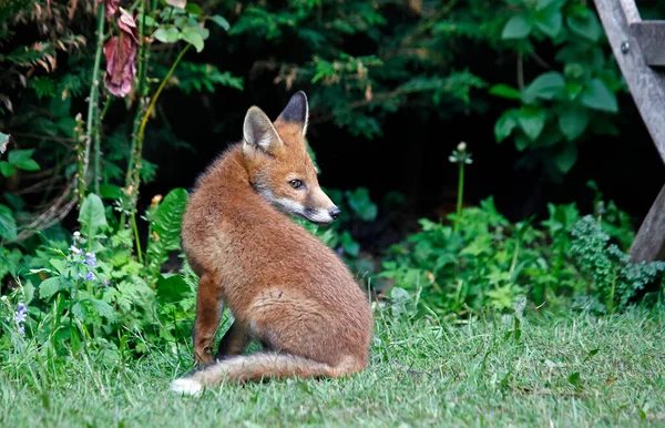Fox Welpen Verkennen Spelen Tuin — Stockfoto