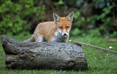 Fox cubs exploring and playing in a an urban garden