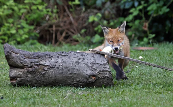 Fox Cubs Exploring Playing Urban Garden — Foto de Stock