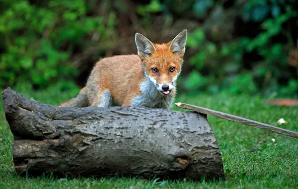 Fox cubs exploring and playing in a an urban garden