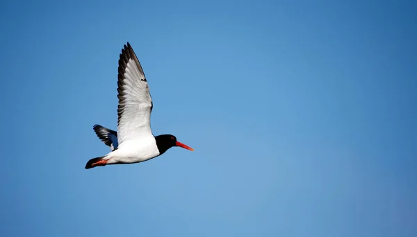 Oystercatchers Longo Costa — Fotografia de Stock