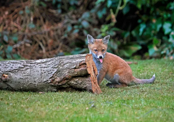 Urban Fox Cubs Playing Exploring Garden — Stockfoto