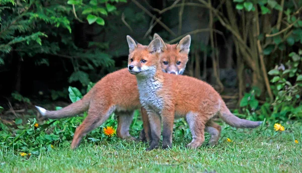 Urban fox cubs playing and exploring the garden