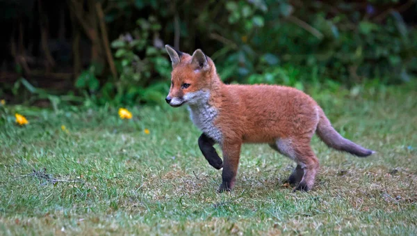 Urban fox cubs playing and exploring the garden