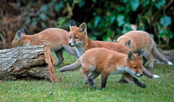 都会のキツネの赤ちゃんが遊んで庭を探索する — ストック写真