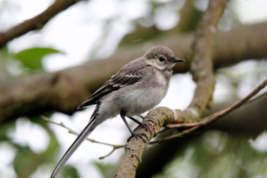 Genç gri kuyruk nehir kıyısını keşfediyor.