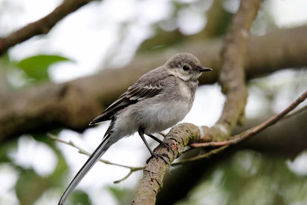 Genç gri kuyruk nehir kıyısını keşfediyor.
