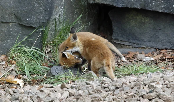 Fox Cubs Fighting Exploring Sleeping Den — Stok fotoğraf