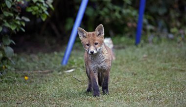 Urban fox cubs playing, eating and exploring in the garden