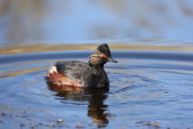 Black necked grebe on the lake