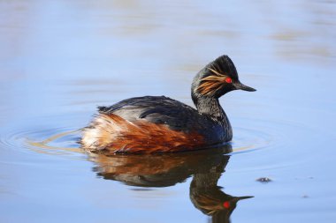 Black necked grebe on the lake