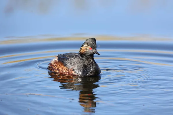 Black Necked Grebe Lake — Foto de Stock