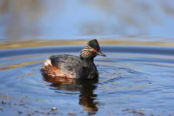 Black Necked Grebe Lake —  Fotos de Stock