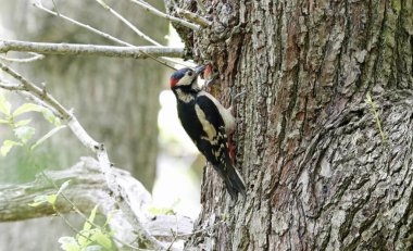 Harika benekli ağaçkakan ve civciv yuvada