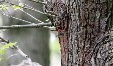 Harika benekli ağaçkakan ve civciv yuvada