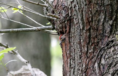 Harika benekli ağaçkakan ve civciv yuvada