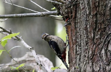 Harika benekli ağaçkakan ve civciv yuvada