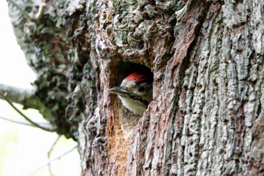 Harika benekli ağaçkakan ve civciv yuvada