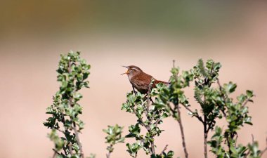 Bir çalılığa tünemiş çalılar gibi şarkı söylüyor.