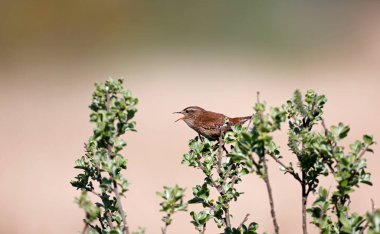 Bir çalılığa tünemiş çalılar gibi şarkı söylüyor.