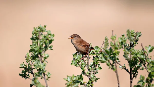 Chantant Wren Perché Sur Buisson — Photo