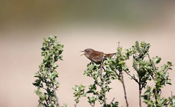 Śpiewający Wren Usiadł Krzaku — Zdjęcie stockowe