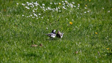 At kuyruğu, yavruları için yiyecek topluyor.