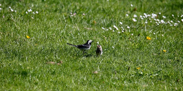 Pied Wagtail Collecting Food Its Chicks — Stock Photo, Image