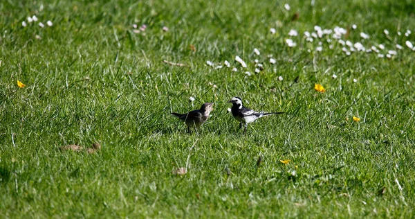 Pied Wagtail Collecting Food Its Chicks — Stock Photo, Image